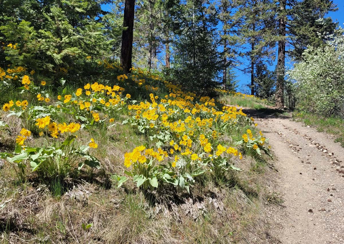 hiking trails in the university district kelowna